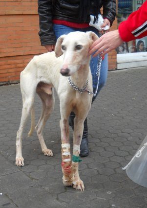 One of the dogs getting a coat