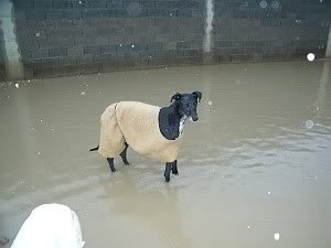 Dog in flood water